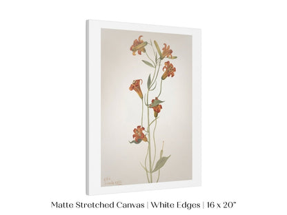 Tiger Lily (Lilium Parvum) Illustration | P372 - Single Art Prints - Piccolo Fiore Prints