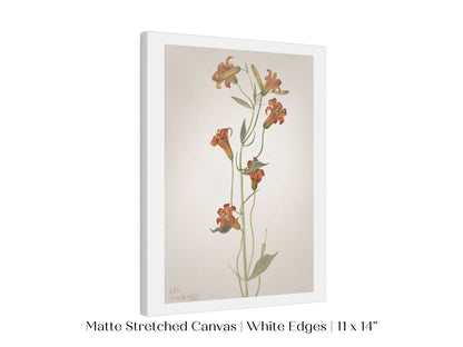 Tiger Lily (Lilium Parvum) Illustration | P372 - Single Art Prints - Piccolo Fiore Prints
