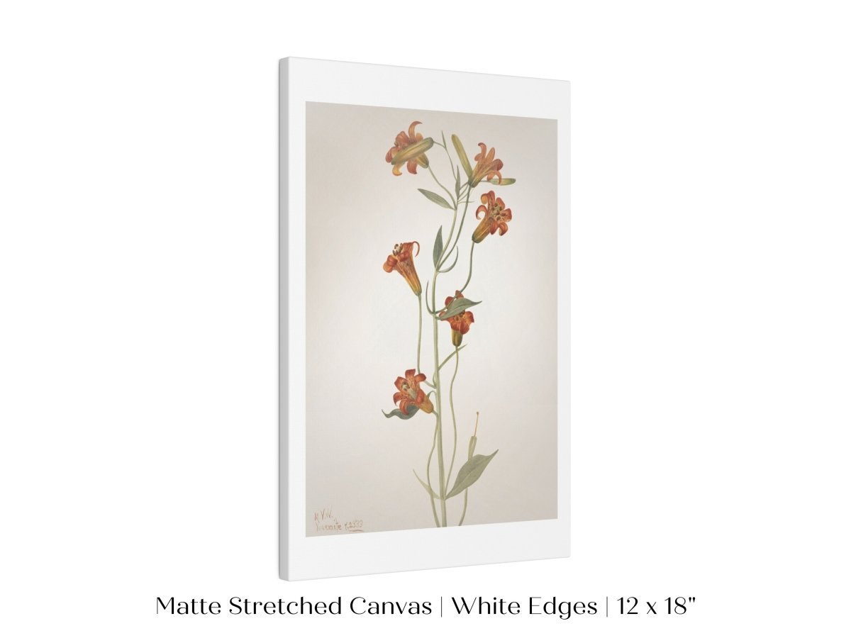 Tiger Lily (Lilium Parvum) Illustration | P372 - Single Art Prints - Piccolo Fiore Prints