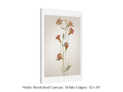 Tiger Lily (Lilium Parvum) Illustration | P372 - Single Art Prints - Piccolo Fiore Prints