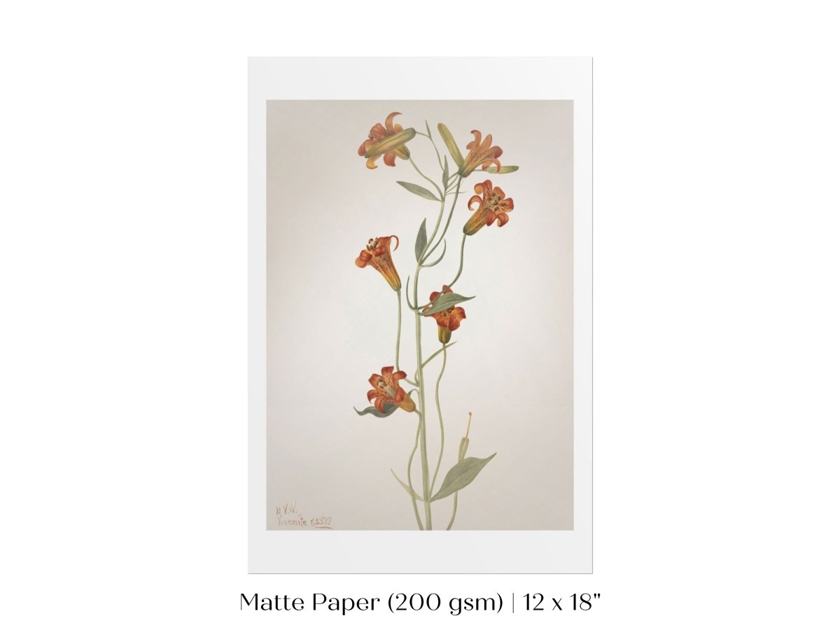 Tiger Lily (Lilium Parvum) Illustration | P372 - Single Art Prints - Piccolo Fiore Prints