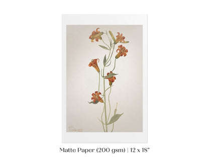 Tiger Lily (Lilium Parvum) Illustration | P372 - Single Art Prints - Piccolo Fiore Prints