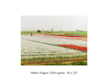 Tulip Fields | P108 - Single Art Prints - Piccolo Fiore Prints