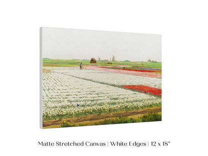 Tulip Fields | P108 - Single Art Prints - Piccolo Fiore Prints