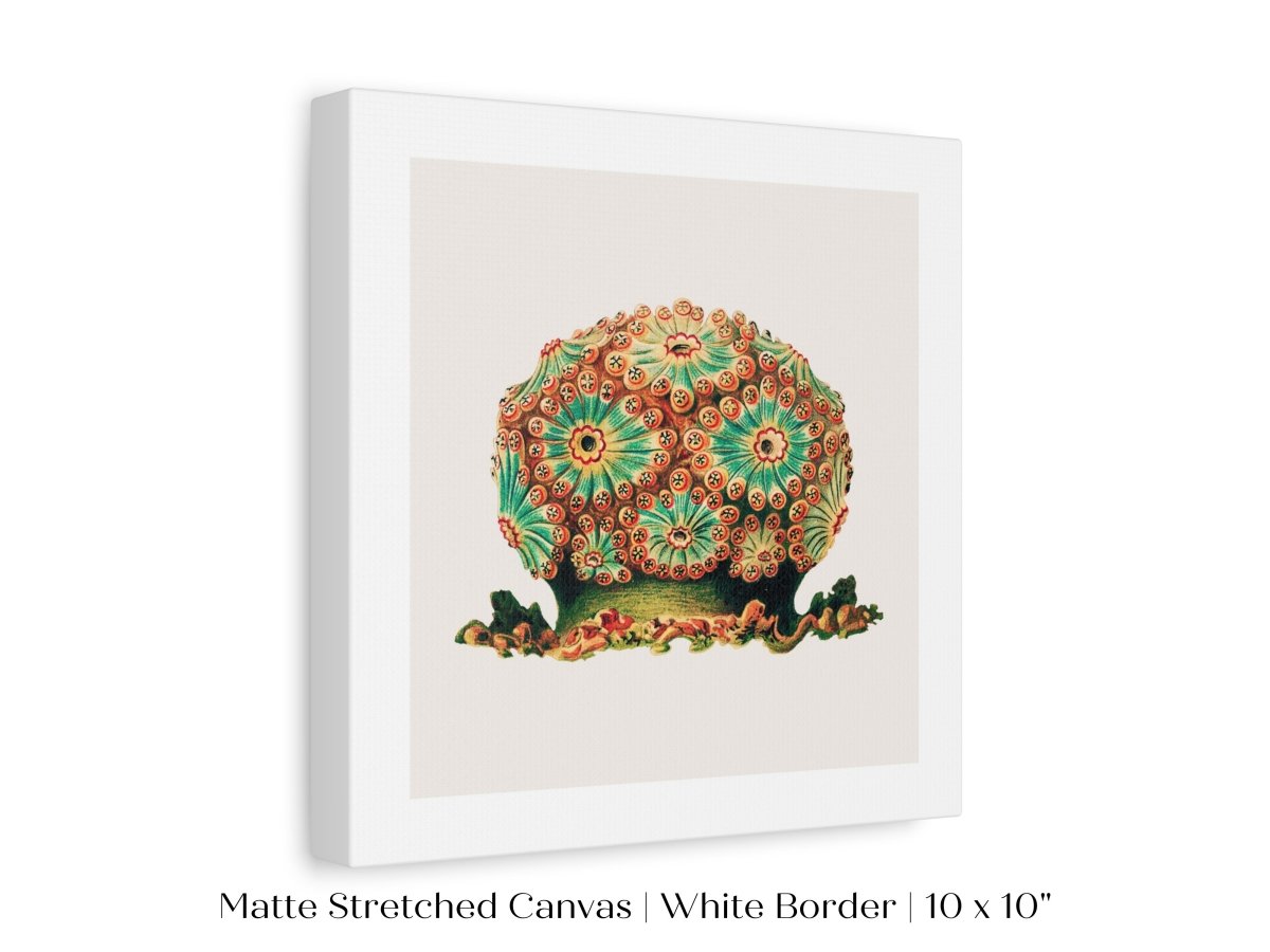 Tunicate II | P308 - Single Square Art Prints - Piccolo Fiore Prints