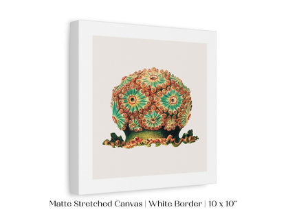 Tunicate II | P308 - Single Square Art Prints - Piccolo Fiore Prints