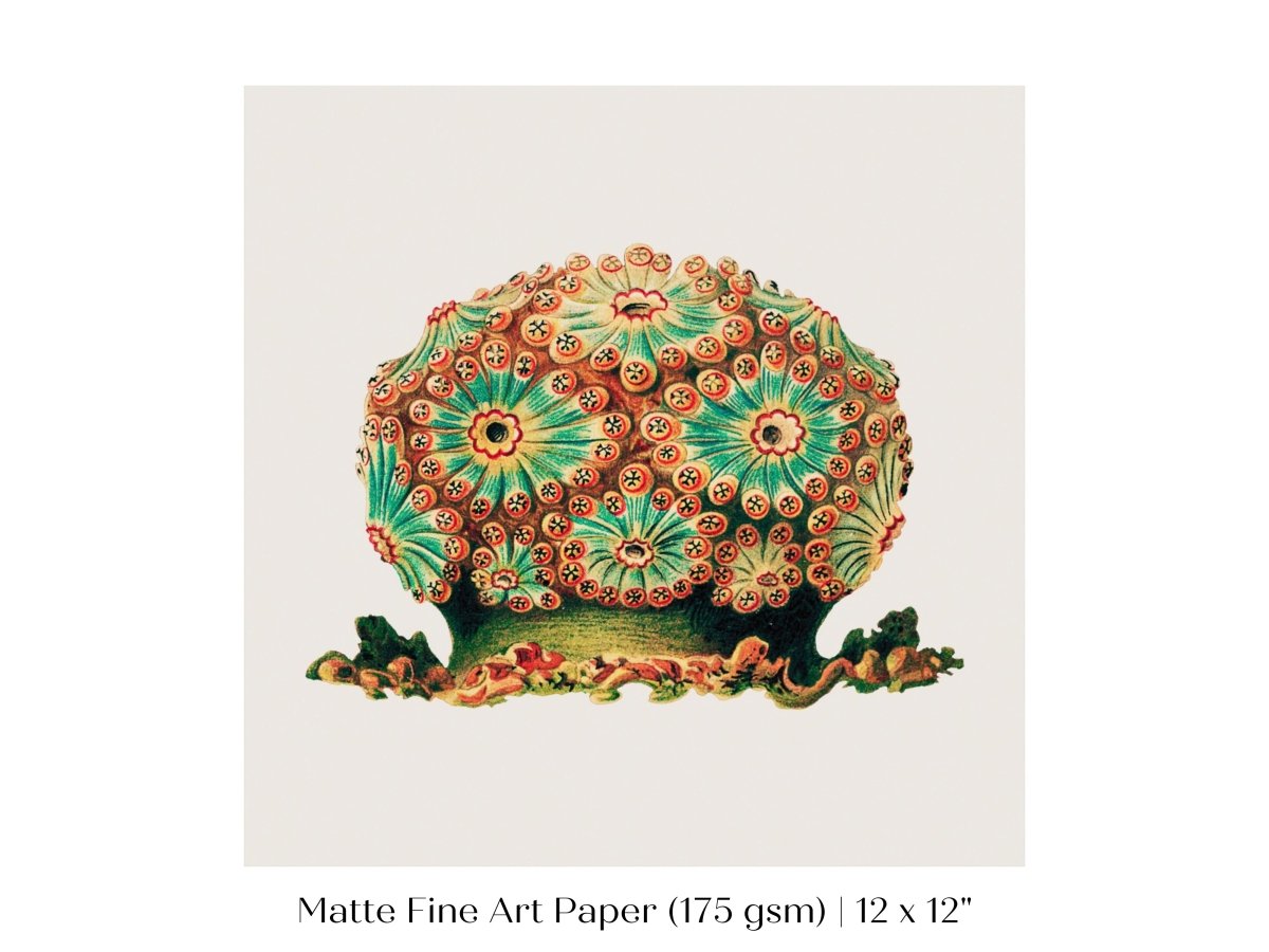 Tunicate II | P308 - Single Square Art Prints - Piccolo Fiore Prints
