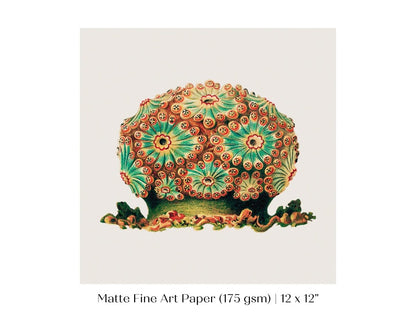 Tunicate II | P308 - Single Square Art Prints - Piccolo Fiore Prints
