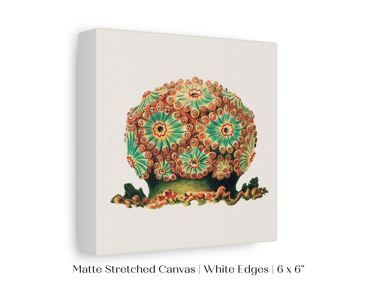 Tunicate II | P308 - Single Square Art Prints - Piccolo Fiore Prints