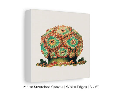 Tunicate II | P308 - Single Square Art Prints - Piccolo Fiore Prints