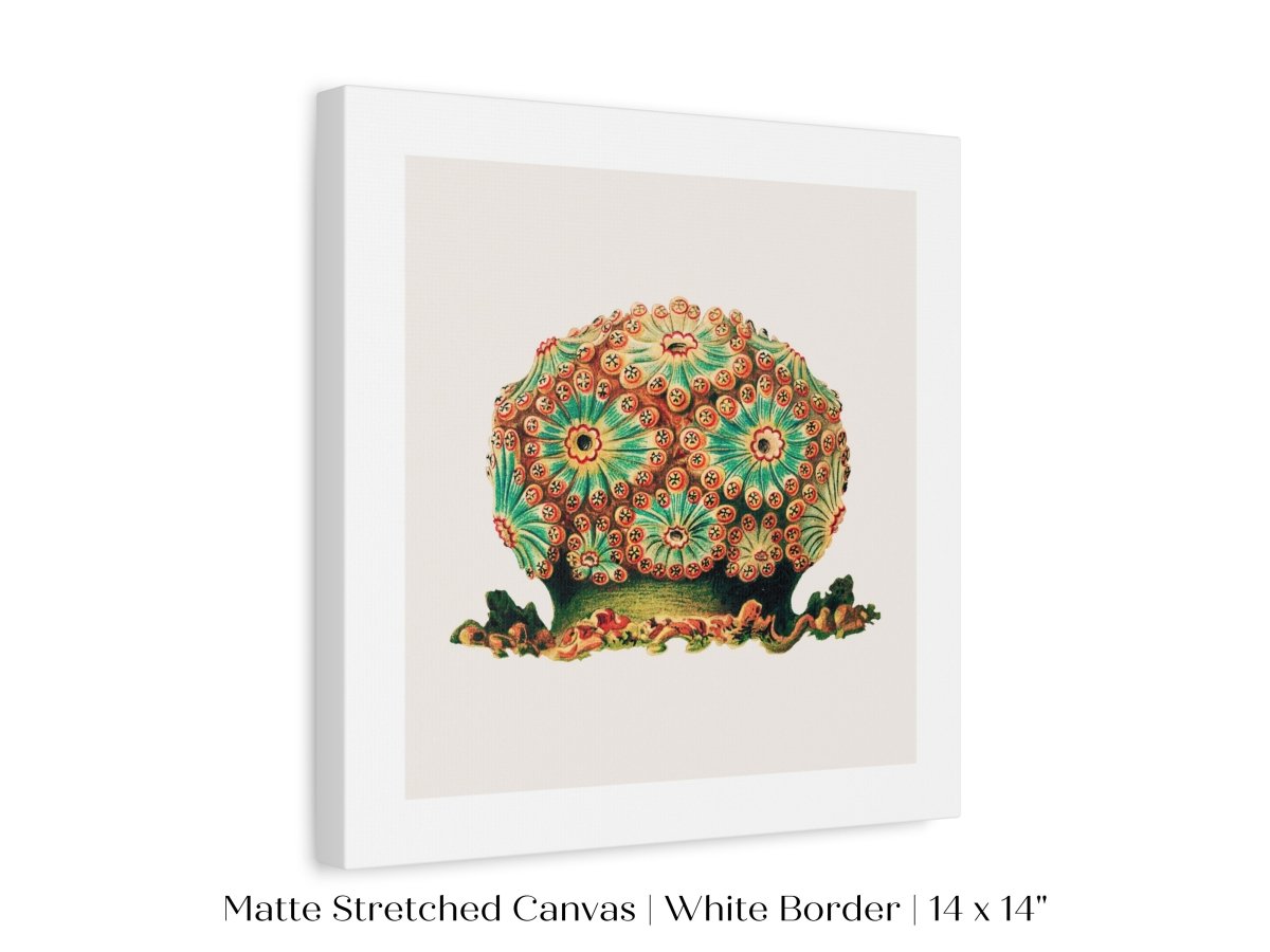 Tunicate II | P308 - Single Square Art Prints - Piccolo Fiore Prints