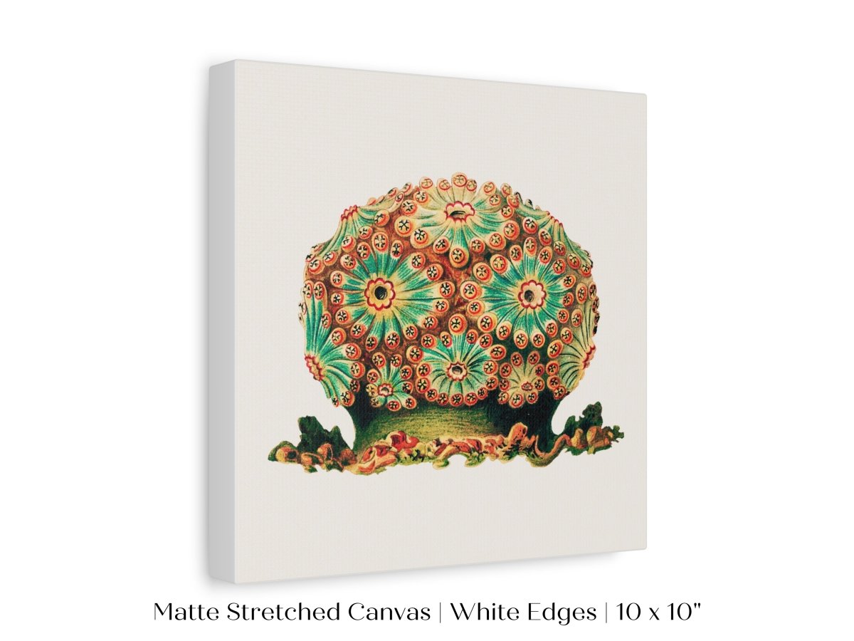 Tunicate II | P308 - Single Square Art Prints - Piccolo Fiore Prints
