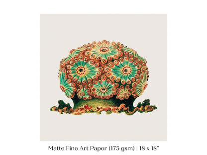 Tunicate II | P308 - Single Square Art Prints - Piccolo Fiore Prints