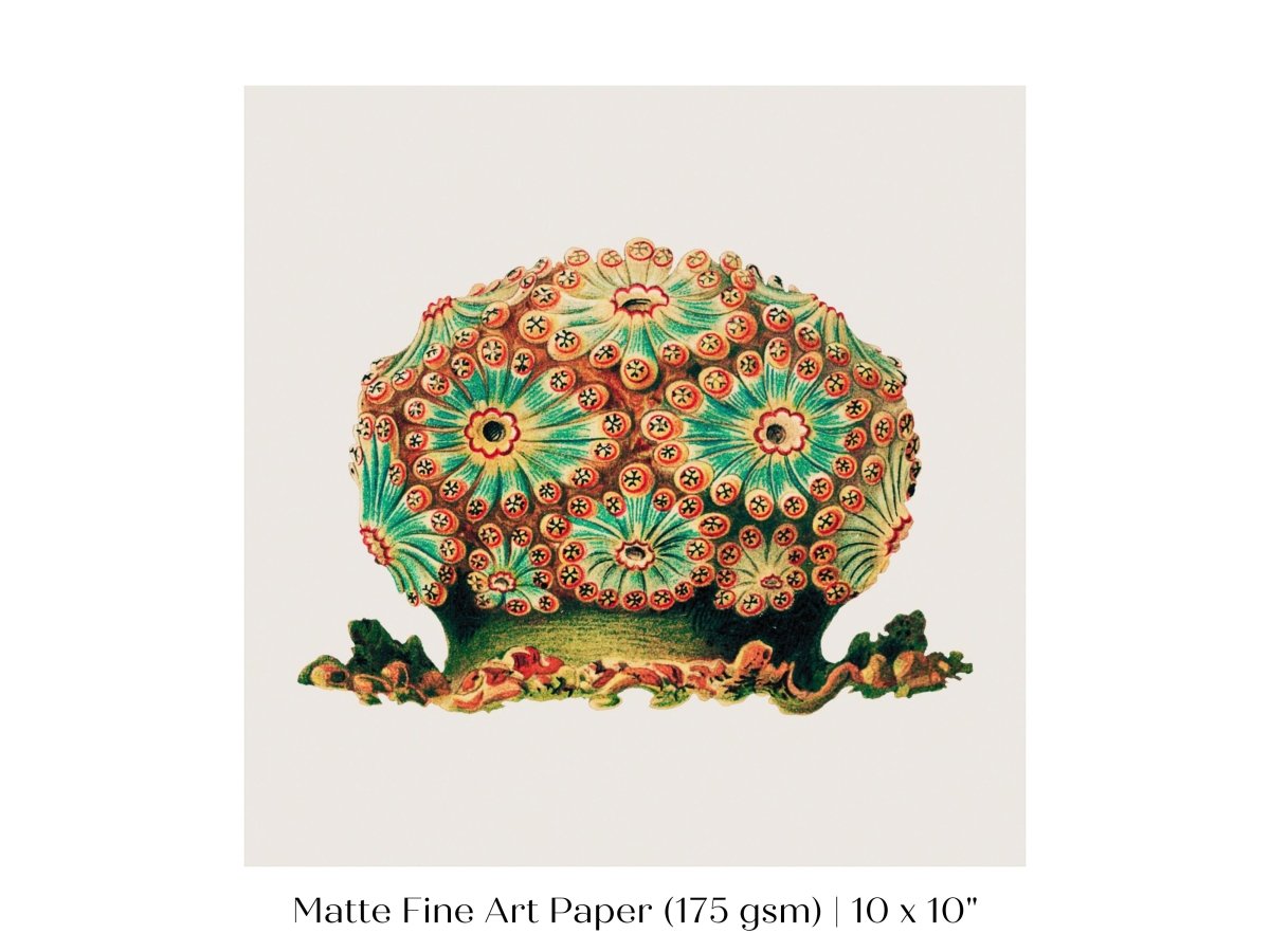 Tunicate II | P308 - Single Square Art Prints - Piccolo Fiore Prints