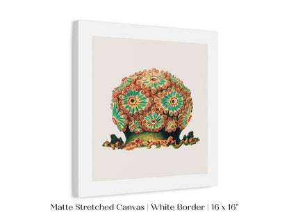 Tunicate II | P308 - Single Square Art Prints - Piccolo Fiore Prints