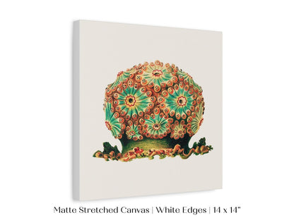 Tunicate II | P308 - Single Square Art Prints - Piccolo Fiore Prints