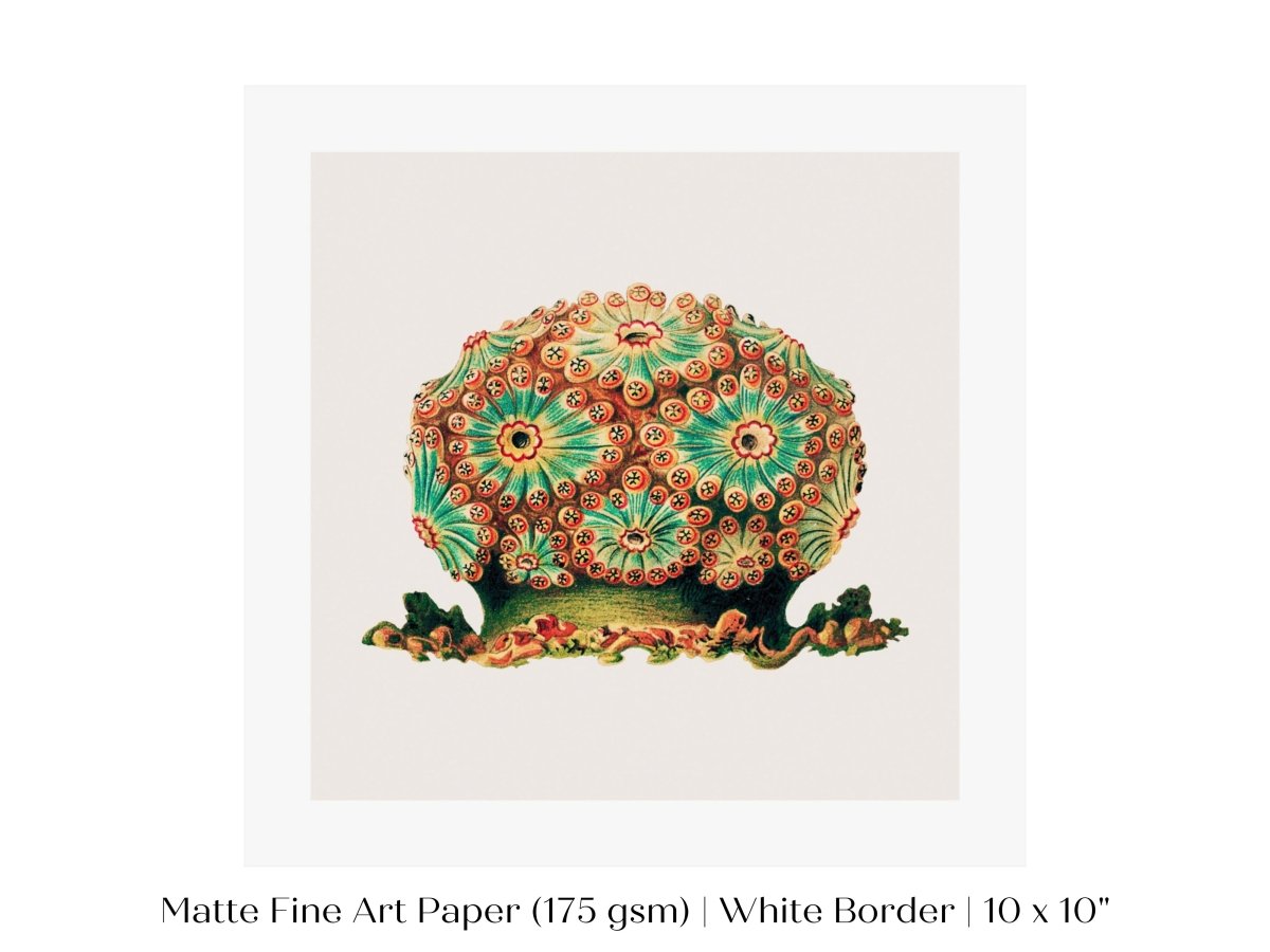 Tunicate II | P308 - Single Square Art Prints - Piccolo Fiore Prints
