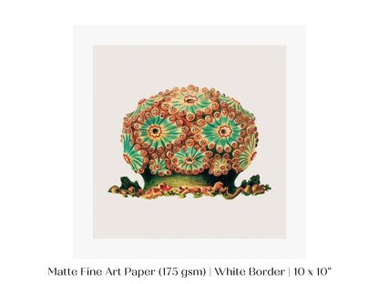 Tunicate II | P308 - Single Square Art Prints - Piccolo Fiore Prints