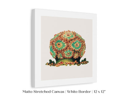 Tunicate II | P308 - Single Square Art Prints - Piccolo Fiore Prints