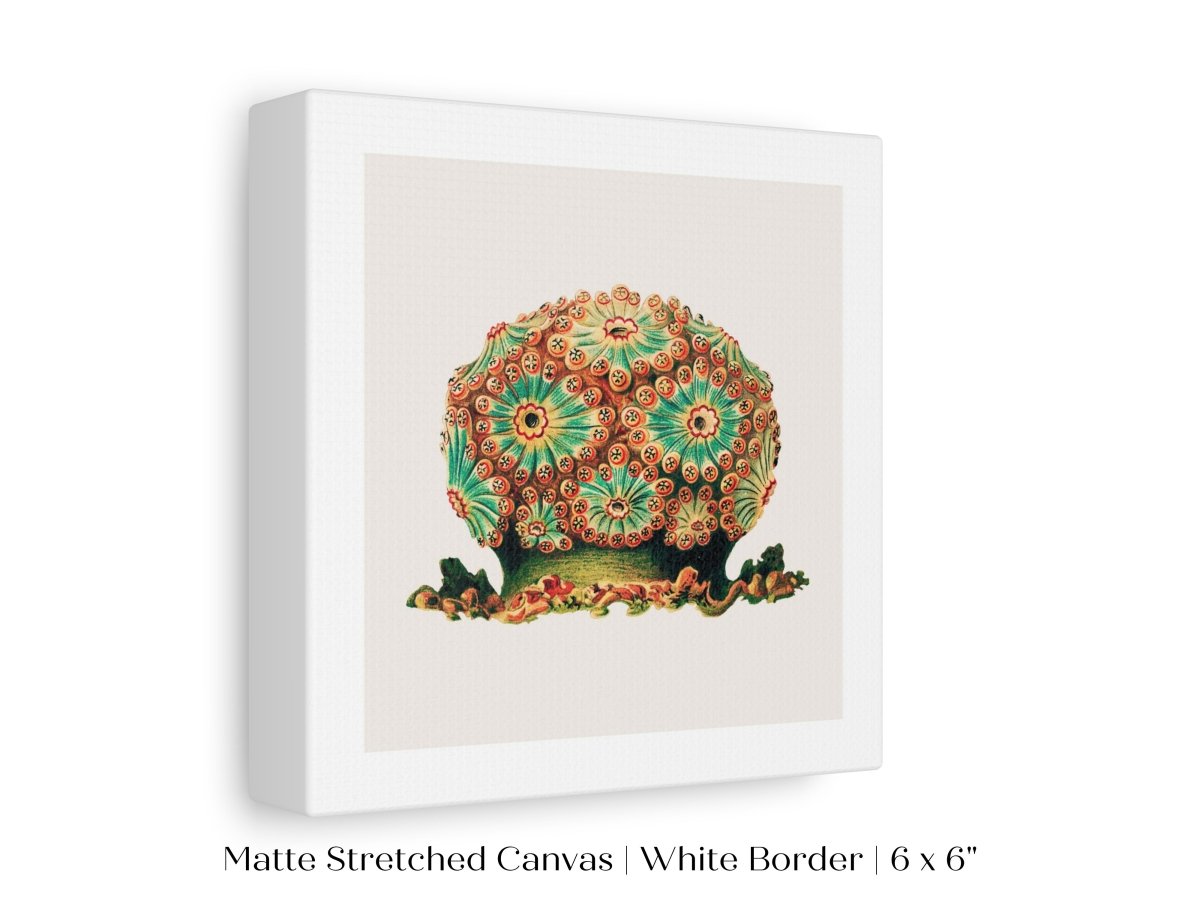 Tunicate II | P308 - Single Square Art Prints - Piccolo Fiore Prints