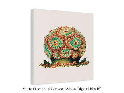 Tunicate II | P308 - Single Square Art Prints - Piccolo Fiore Prints