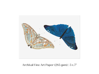 Two Butterflies | P90 - Single Art Prints - Piccolo Fiore Prints