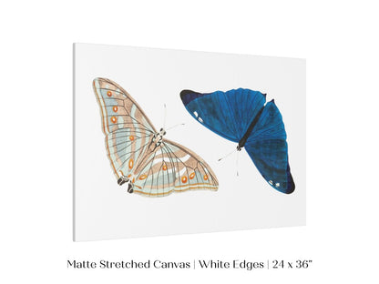 Two Butterflies | P90 - Single Art Prints - Piccolo Fiore Prints