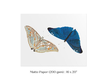 Two Butterflies | P90 - Single Art Prints - Piccolo Fiore Prints
