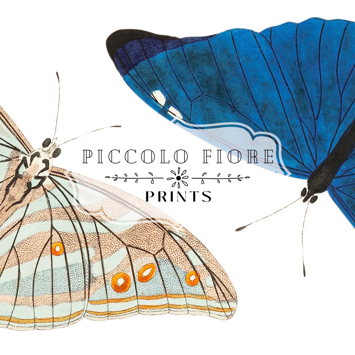 Two Butterflies | P90 - Single Art Prints - Piccolo Fiore Prints