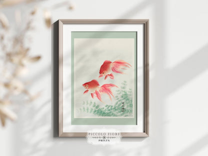 Two Veil Goldfish | Vintage Japanese Art | P161 - Single Art Prints - Piccolo Fiore Prints
