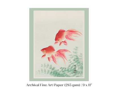 Two Veil Goldfish | Vintage Japanese Art | P161 - Single Art Prints - Piccolo Fiore Prints