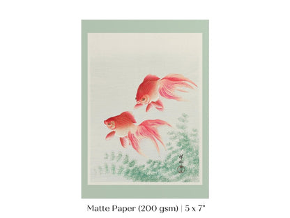 Two Veil Goldfish | Vintage Japanese Art | P161 - Single Art Prints - Piccolo Fiore Prints