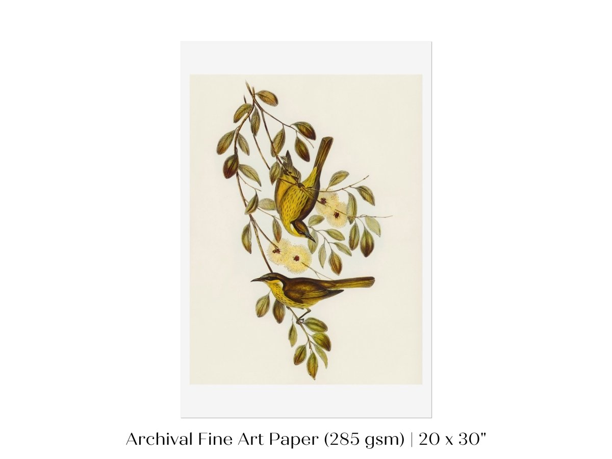 Varied Honey - eater Illustration | P141 - Single Art Prints - Piccolo Fiore Prints