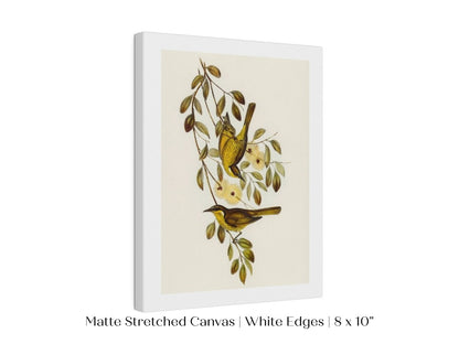 Varied Honey - eater Illustration | P141 - Single Art Prints - Piccolo Fiore Prints