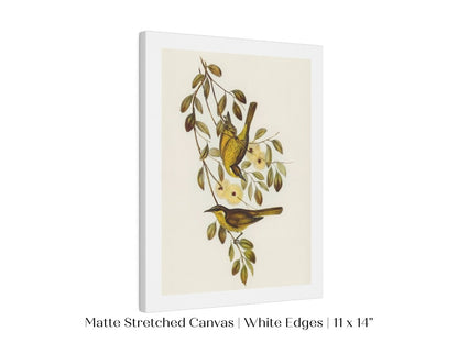 Varied Honey - eater Illustration | P141 - Single Art Prints - Piccolo Fiore Prints