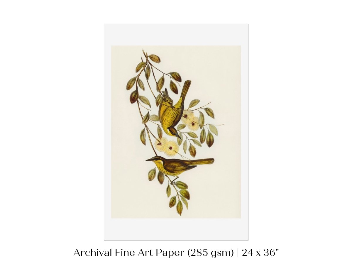 Varied Honey - eater Illustration | P141 - Single Art Prints - Piccolo Fiore Prints