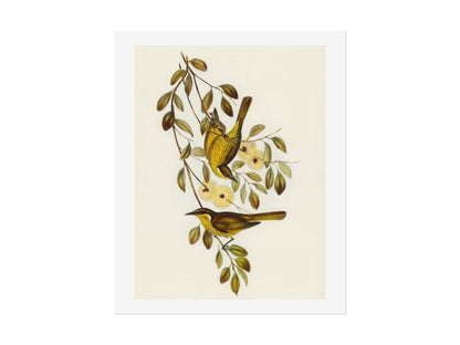 Varied Honey - eater Illustration | P141 - Single Art Prints - Piccolo Fiore Prints