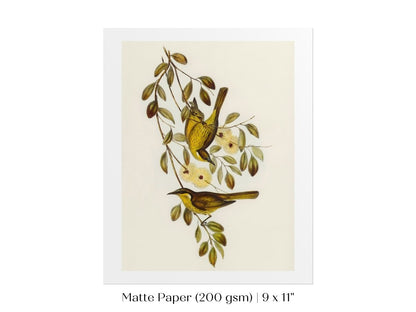 Varied Honey - eater Illustration | P141 - Single Art Prints - Piccolo Fiore Prints