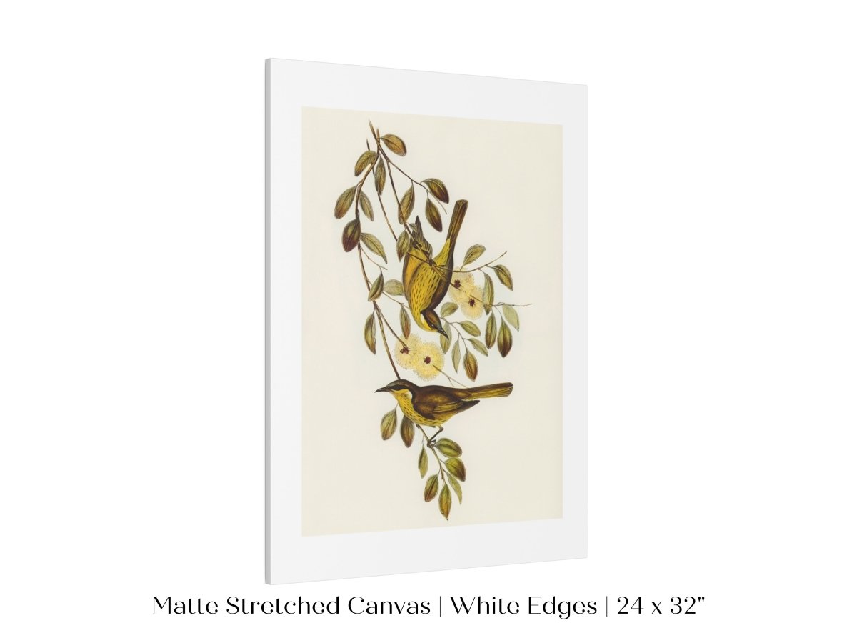 Varied Honey - eater Illustration | P141 - Single Art Prints - Piccolo Fiore Prints