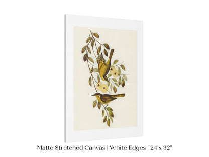 Varied Honey - eater Illustration | P141 - Single Art Prints - Piccolo Fiore Prints