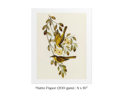 Varied Honey - eater Illustration | P141 - Single Art Prints - Piccolo Fiore Prints