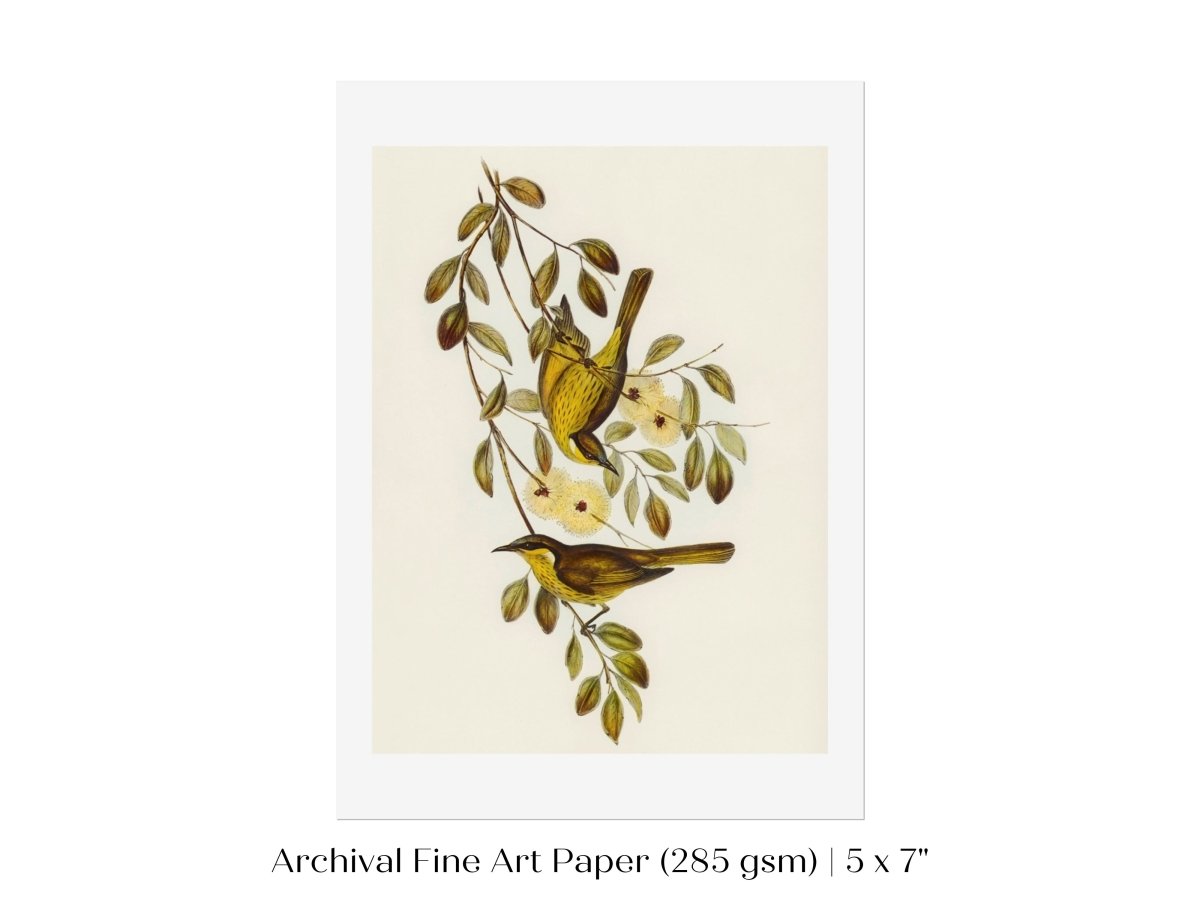 Varied Honey - eater Illustration | P141 - Single Art Prints - Piccolo Fiore Prints