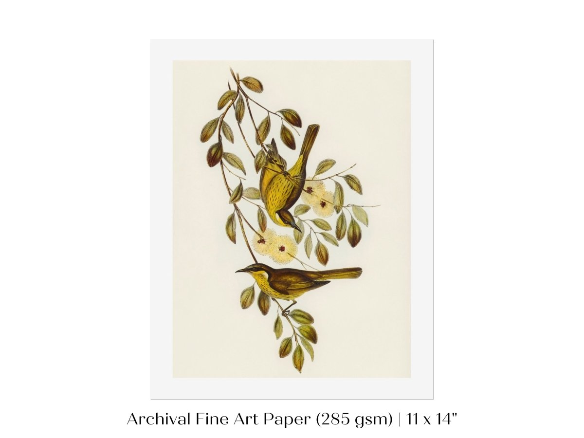 Varied Honey - eater Illustration | P141 - Single Art Prints - Piccolo Fiore Prints