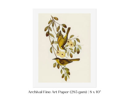Varied Honey - eater Illustration | P141 - Single Art Prints - Piccolo Fiore Prints
