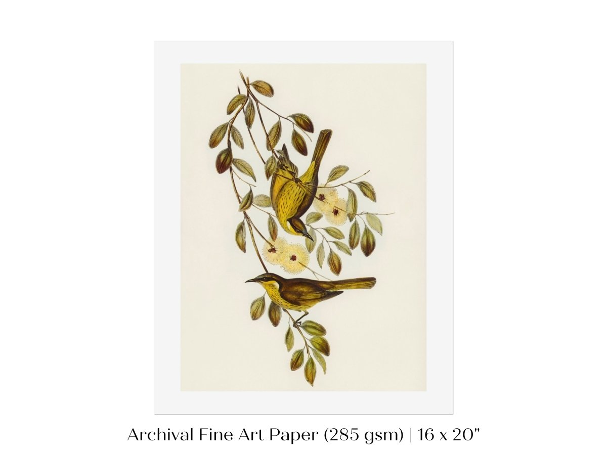 Varied Honey - eater Illustration | P141 - Single Art Prints - Piccolo Fiore Prints