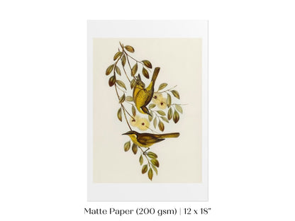 Varied Honey - eater Illustration | P141 - Single Art Prints - Piccolo Fiore Prints