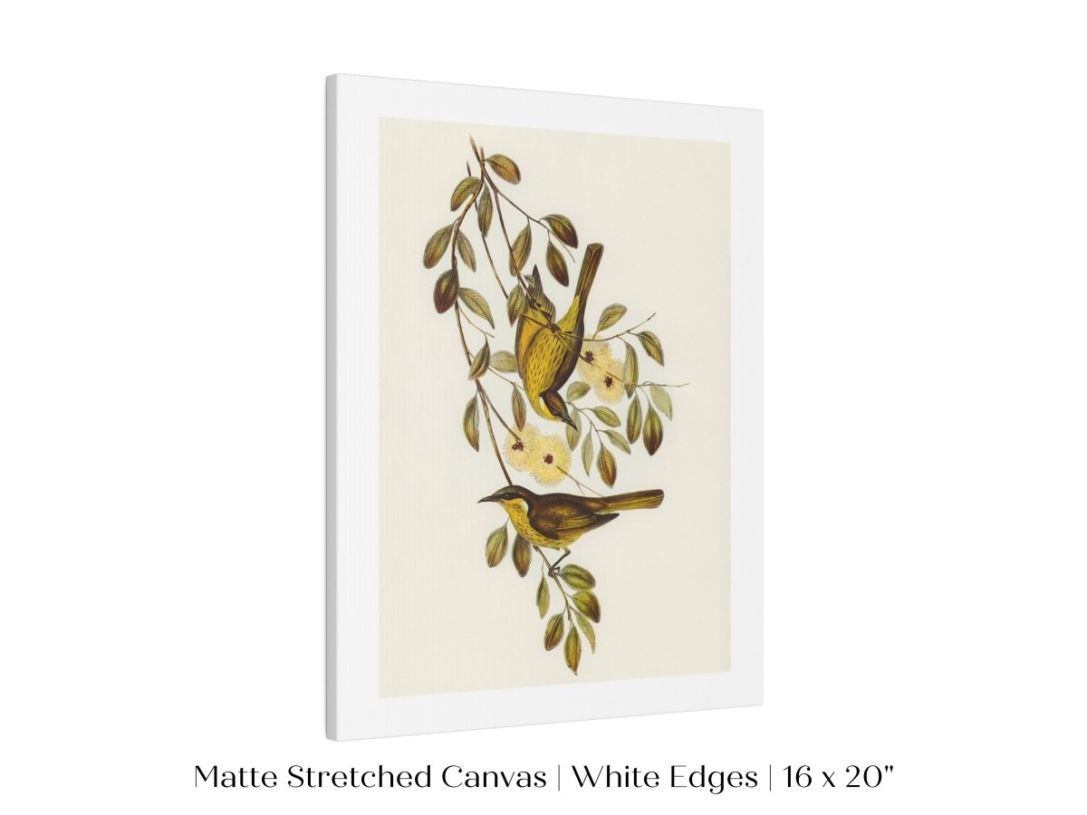 Varied Honey - eater Illustration | P141 - Single Art Prints - Piccolo Fiore Prints