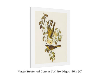 Varied Honey - eater Illustration | P141 - Single Art Prints - Piccolo Fiore Prints