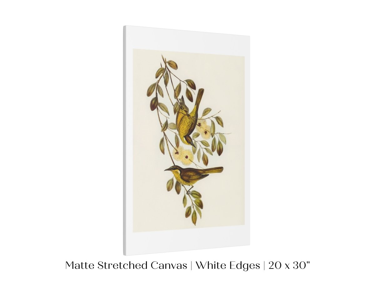 Varied Honey - eater Illustration | P141 - Single Art Prints - Piccolo Fiore Prints