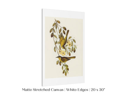 Varied Honey - eater Illustration | P141 - Single Art Prints - Piccolo Fiore Prints